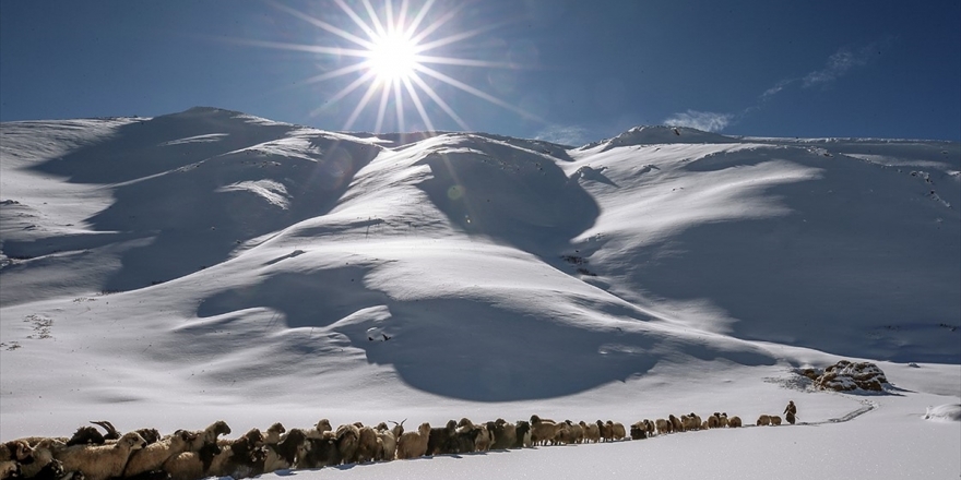 Hayvancılığa Son 17 Yılda 33 Milyar Lira Destek