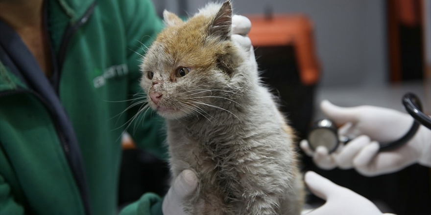 Enkaz Altından Çıkarılan Kedi 'Toros'a Belediyede Bakılıyor