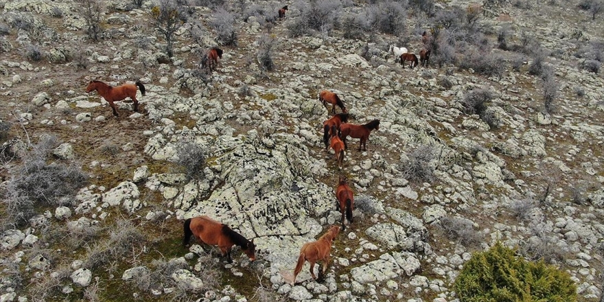 Murat Dağı'ndaki Yılkı Atlarının Sayısı Artıyor