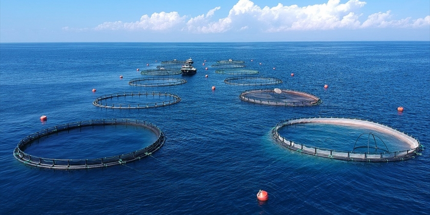 Su Ürünleri İhracatından Ocakta 90,5 Milyon Dolarlık Gelir