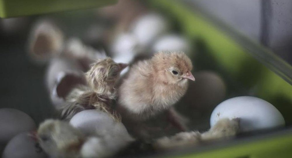 Çin ve Almanya'da H5N6 tipi kuş gribi alarmı