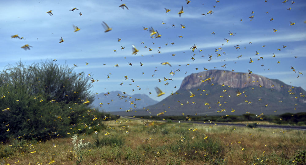 BM'den Doğu Afrika için 'çekirge' uyarısı: Son 25 yılın en kötü istilası, 13 milyon kişinin gıda güvenliği tehlikede
