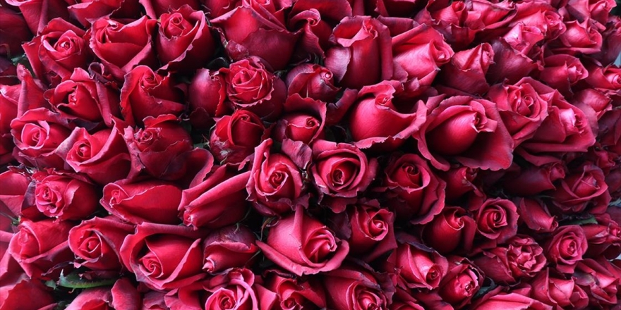 Gülde 5 Yıllık Ticaret Hacmi 22,2 Milyon Dolar Oldu