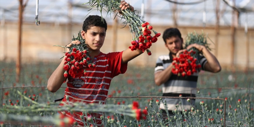 Türkiye'de En Çok Üretilen Kesme Çiçek 'Karanfil' Oldu