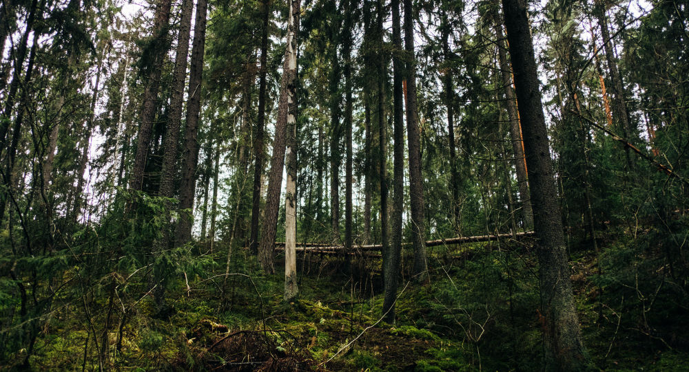 ABD'de kaybedilen yüzük 47 yıl sonra Finlandiya'da bir ormanda bulundu