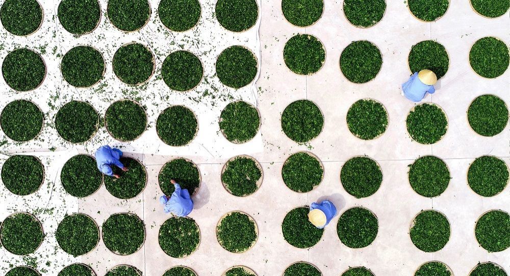 Bilim insanları yeşil çayın kansere karşı nasıl etkin bir koruma sağladığını açıkladı