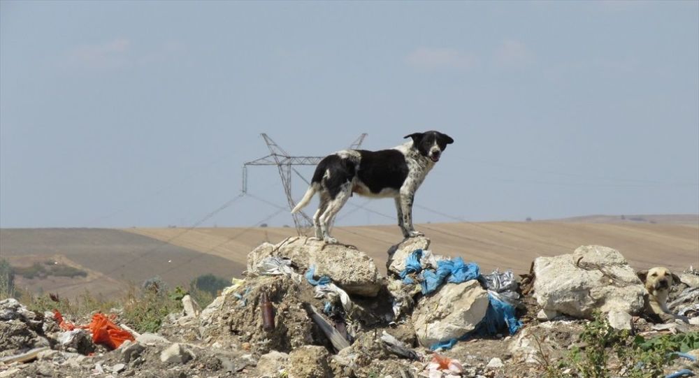 Ocak ayı hayvan hakları raporu açıklandı