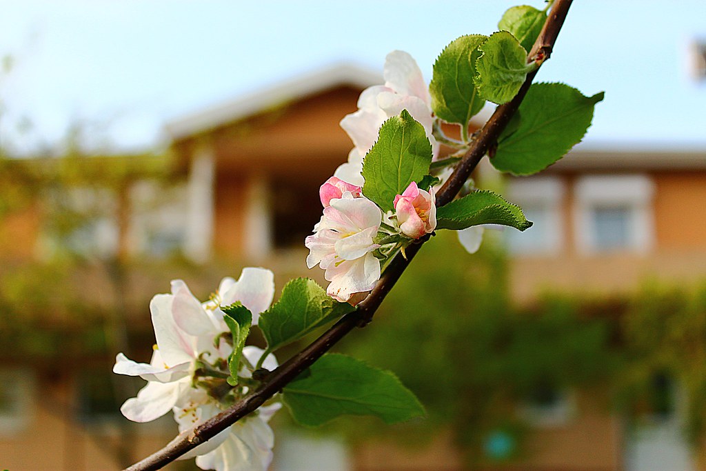 DÜŞSÜN KULÛBA CEMRE-İ MİHR Ü MUHABBET