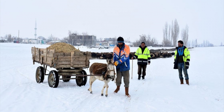 Besiciler Hayvanları İçin Kar Üstünde Kızak Ve Eşek Arabasıyla Yem Taşıyor