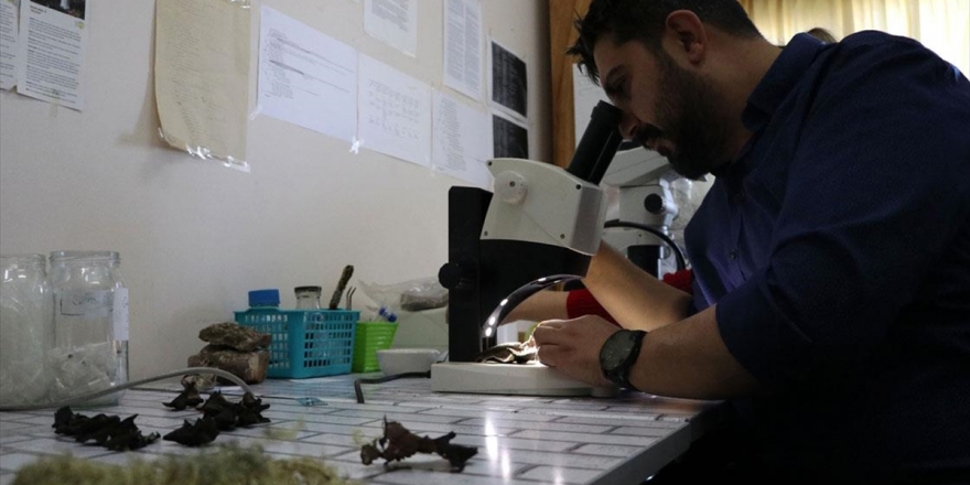 Prof. Dr. Gökhan Halıcı: İklim Değişikliği Antarktika'yı Yeşillendiriyor