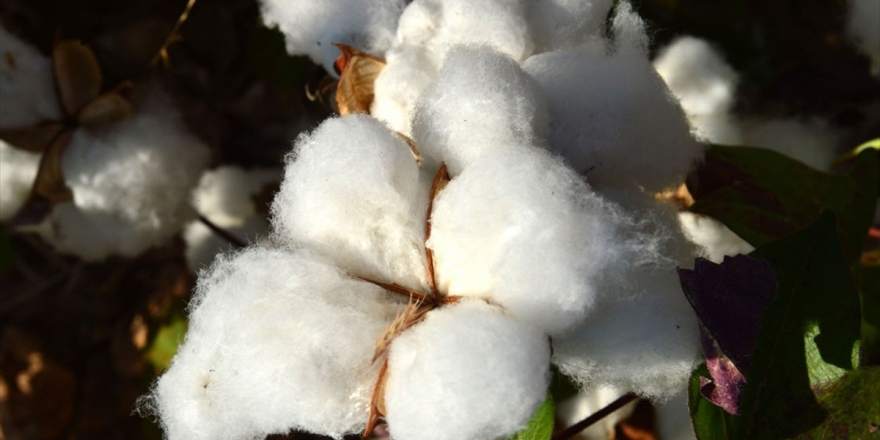 Koronavirüs Salgını Nedeniyle Türk Pamuğuna Talebin Artması Bekleniyor