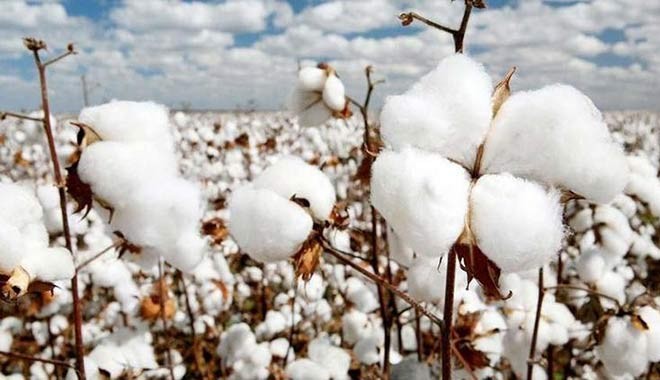 Koronavirüs salgını nedeniyle Türk pamuğuna talebin artması bekleniyor