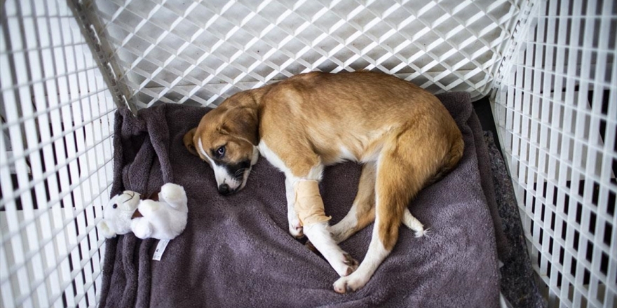 Okullu Köpek 'Fındık' Gençlik Hastalığına Yakalandı