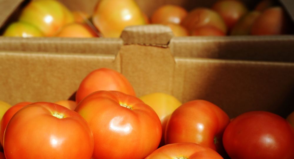 Rusya, Türkiye’den domates kotasını üçte bir oranında artırdı