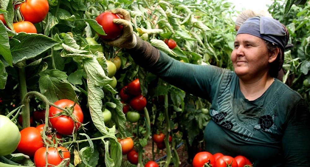 Rusya'nın Türkiye'den domates alım kotasını artırması ihracatçıyı sevindirdi