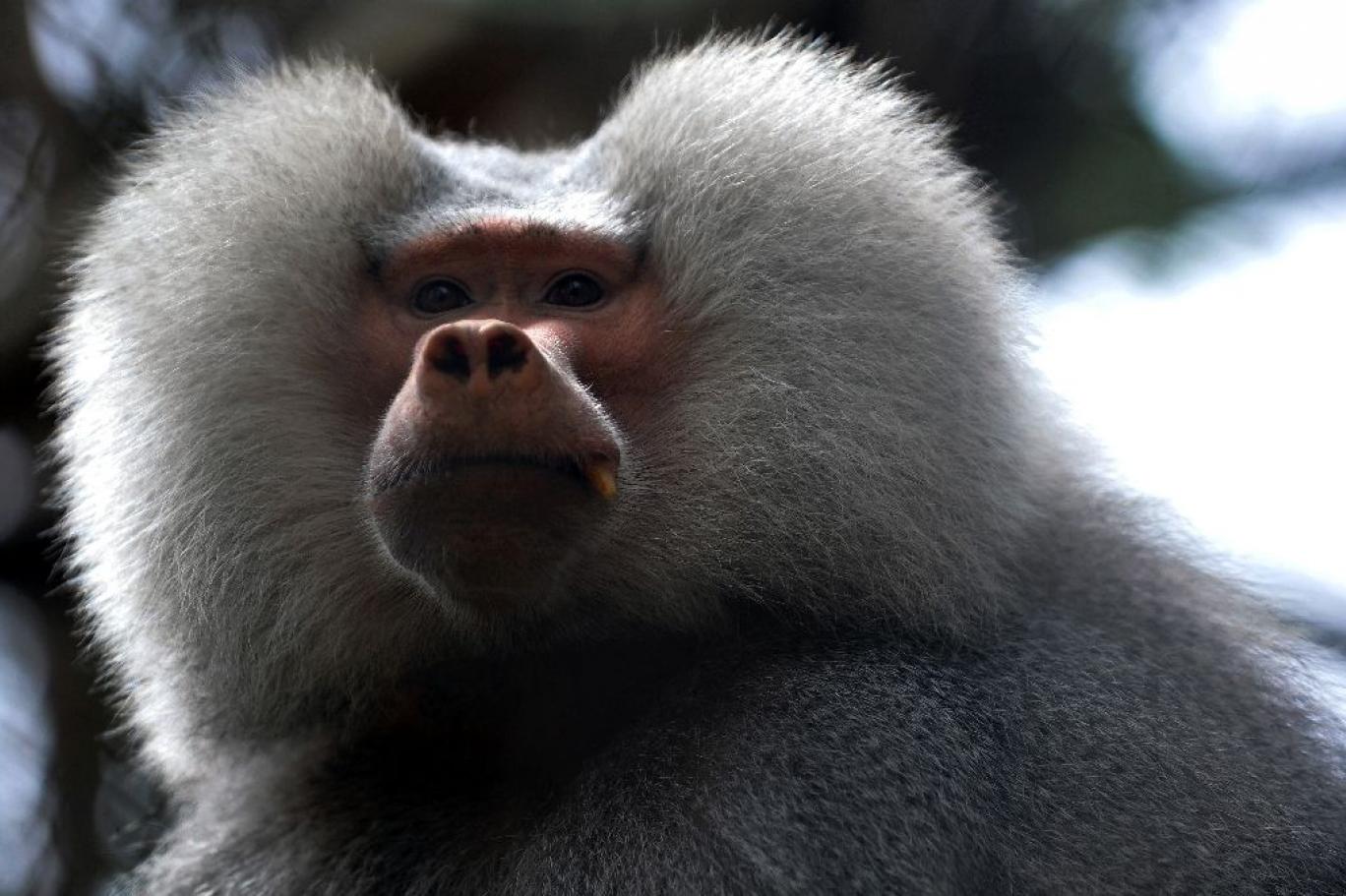 Sidney’de kısırlaştırmaya götürülen babun iki eşiyle araçtan firar etti