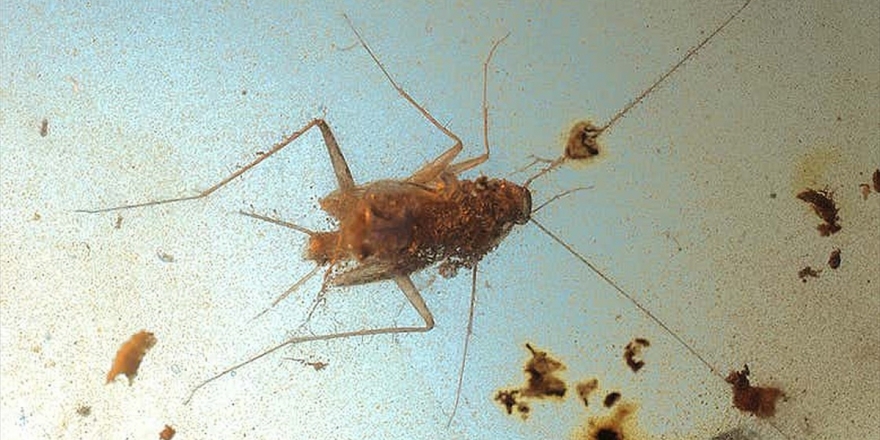 Dinozorlar Döneminden Kalma Hamam Böcekleri Bulundu