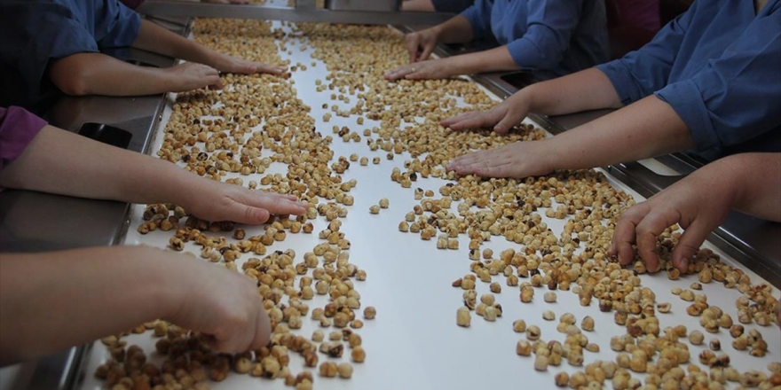 Türkiye'den 6 Ayda 1,4 Milyon Dolarlık Fındık İhracatı Yapıldı