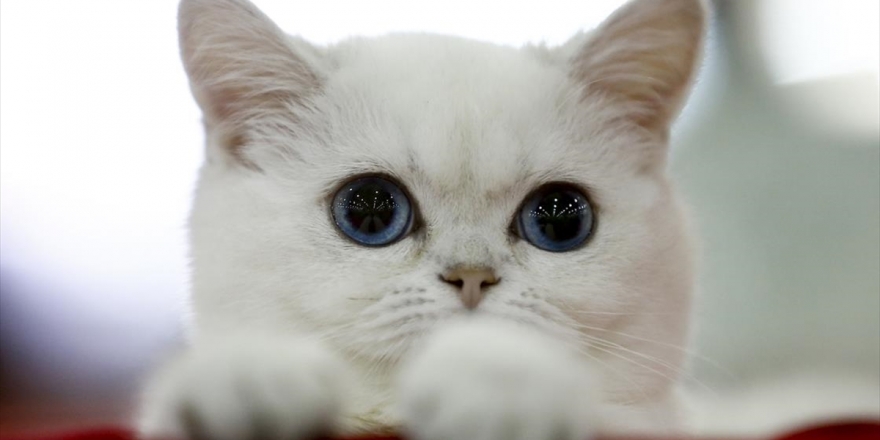 Rusya'da Binden Fazla Kedinin Yer Aldığı Fuar Düzenlendi