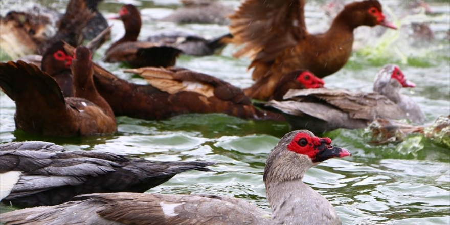 Aksaraylı Üretici Maskeli Ördek Talebine Yetişemiyor