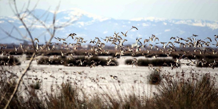 Kızılırmak Deltası 'Kesin Korunacak Hassas Alan' İlan Edilecek