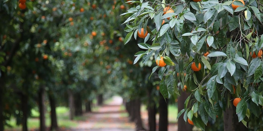 Narenciye Sektöründen İki Ayda 228 Milyon Dolarlık İhracat