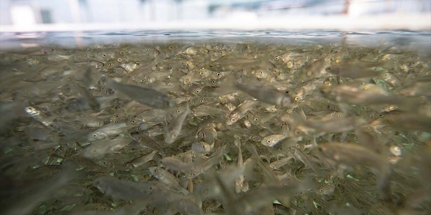 Su Ürünlerinde 2023 Hedefi 2 Milyar Dolarlık İhracat