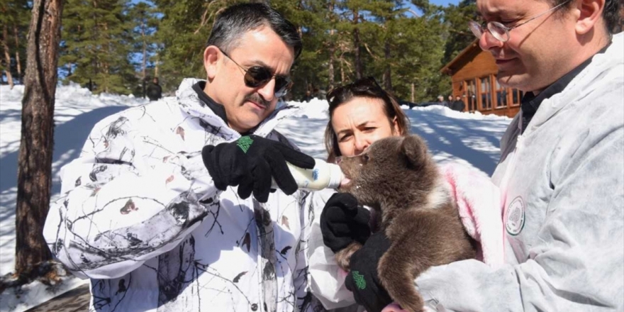 Bakan Pakdemirli Ayı Yavrusunu Biberonla Besledi