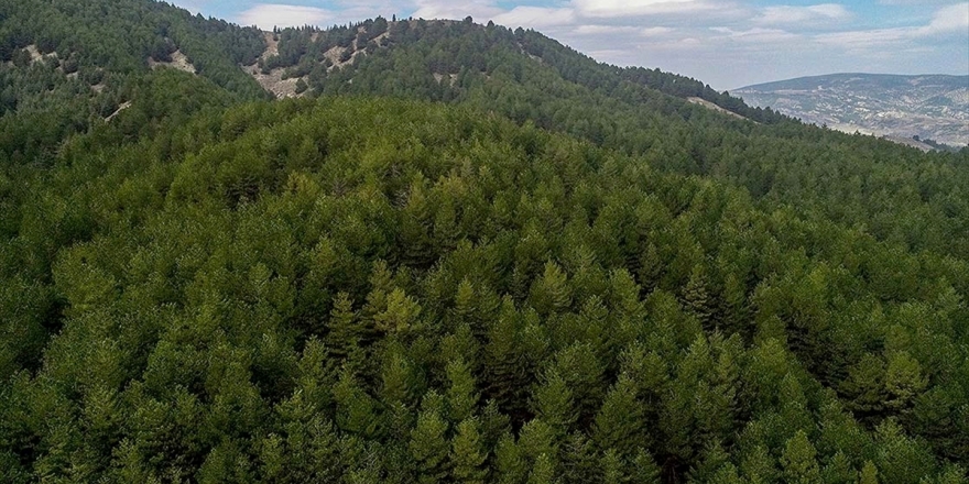 Orman Zararlılarıyla Mücadele İçin Geçen Yıl 7,7 Milyon Lira Harcandı