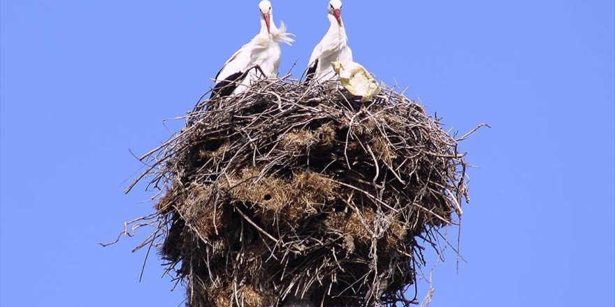 Minarenin Alemindeki Yuva 40 Yıldır Leyleklere Ev Sahipliği Yapıyor
