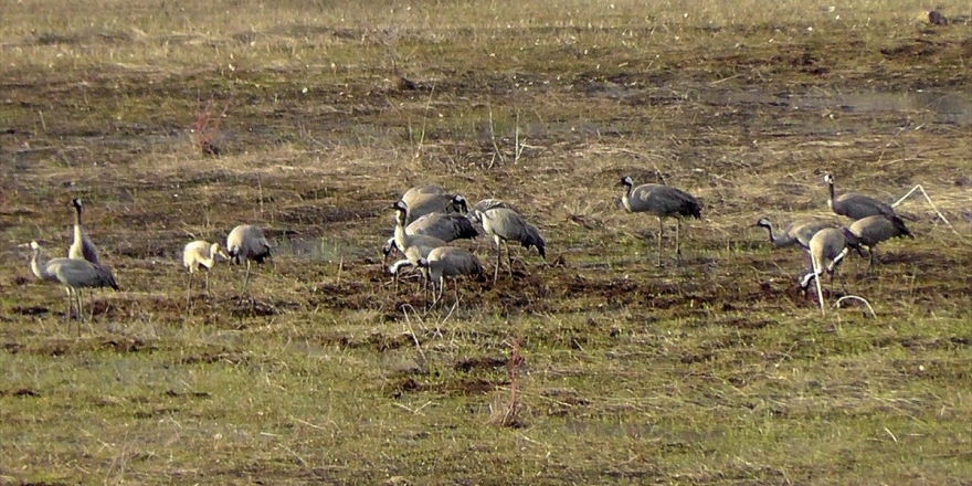 Nesli Tükenme Tehlikesi Altında Olan Allı Turnalar Ovacık'ı Mesken Tuttu