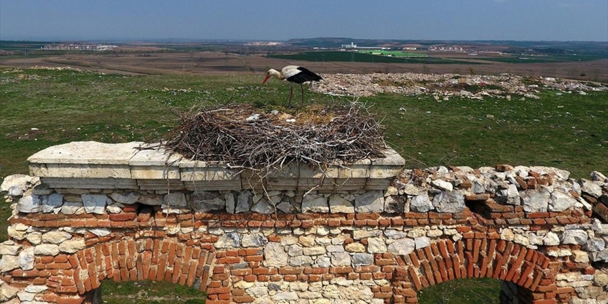 Tarihi Hastane Duvarının 'Mevsimlik Misafirleri' Gelmeye Başladı