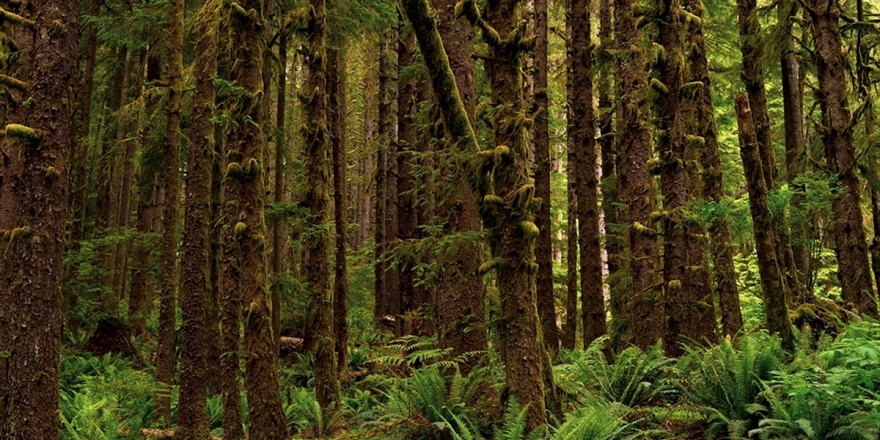 Antarktika'da 90 Milyon Yıl Önce Yağmur Ormanı Olduğuna Dair Kanıt Bulundu