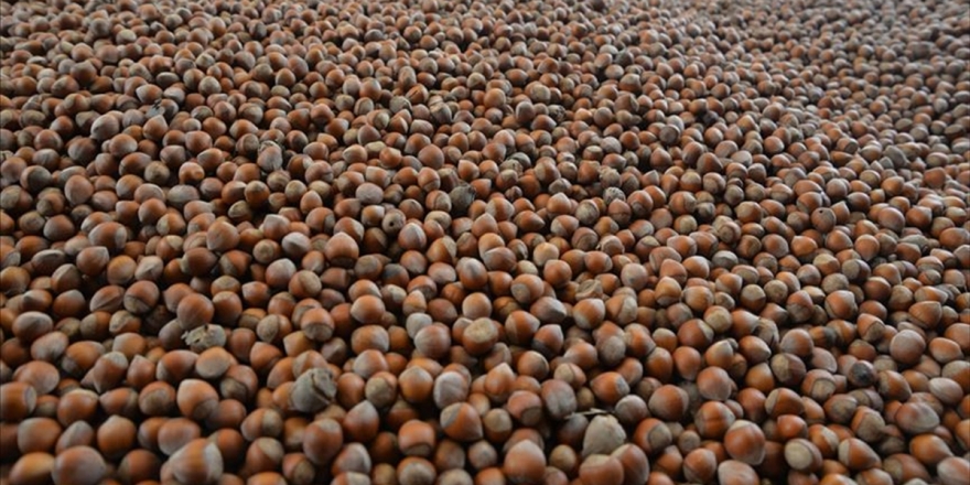 Türkiye'den 7 Ayda 1 Milyar 647 Milyon Dolarlık Fındık İhracatı Yapıldı