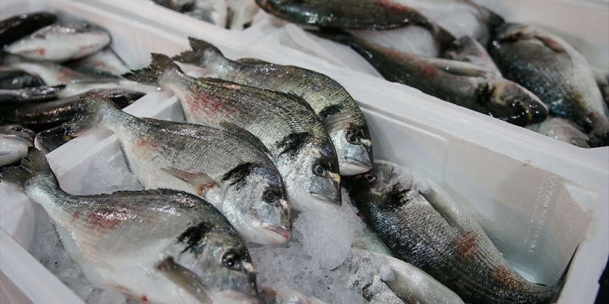 Balık Tüketim Kampanyasıyla Zincir Marketlerde Çipura Ve Levrek Maliyetine Satılacak