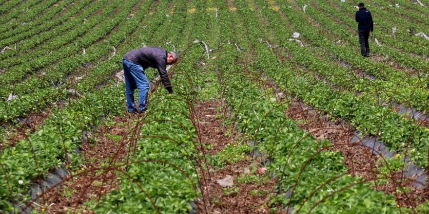 Ekim Alanı Artan Yayladağı Çileğinin Yüzde 70'i İhraç Edilecek
