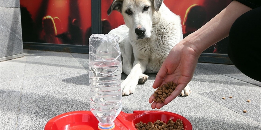 Belediyeler Ve Stk’lar Hayvan Hakları İçin Bir Araya Geldi