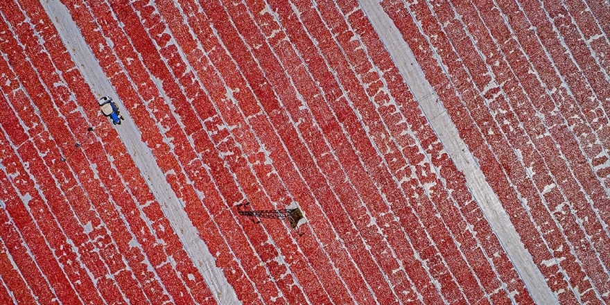 Domatesin Kurusu Da Salçası Da Döviz Kazandırıyor