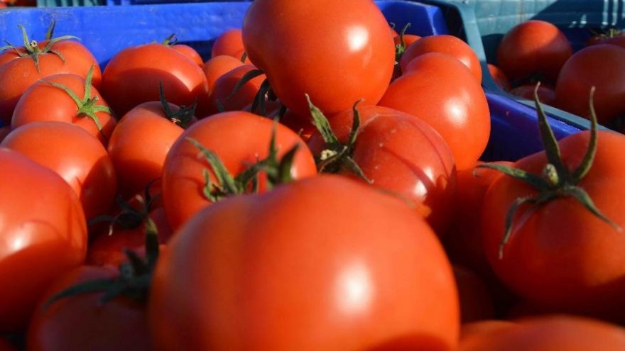 Rusya'da domates ithalatını kısıtlama önerisi: Türk üreticileri etkileyebilir