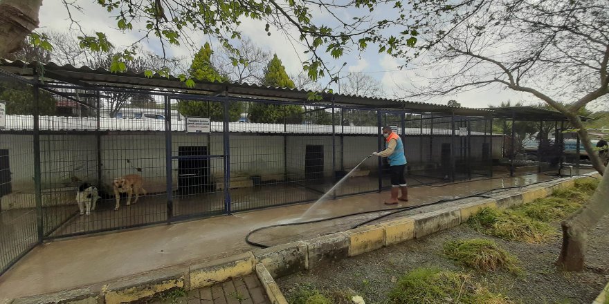 KORONAVİRÜS İLE MÜCADELEDE SOKAK HAYVANLARI UNUTULMADI