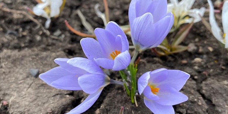 Kars'ta Doğa Kardelenlerle Renklendi