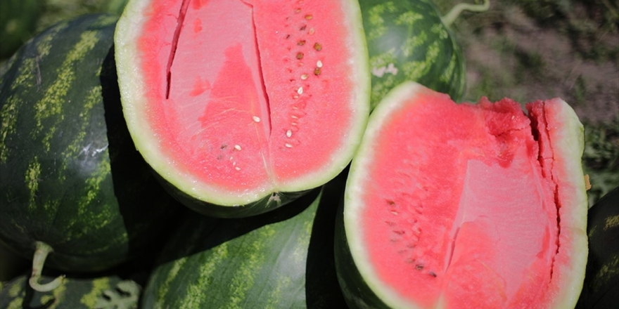 Türkiye'nin Karpuz Üretiminin Yüzde 20'si Adana'da Yapılıyor