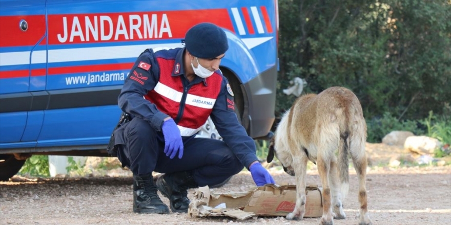 Antalya'da Sokağa Çıkma Yasağı Boyunca Sokak Hayvanları Unutulmadı