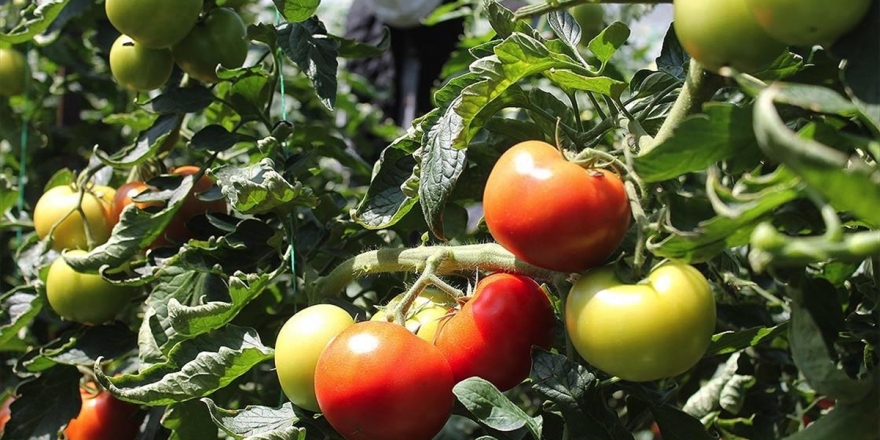 'Türkiye'nin Yaş Sebze Meyve Üssü'nde Üreticiler Yoğun Mesaide