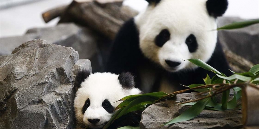 En Çok Panda Ve Deniz Kaplumbağası Evlat Edindik