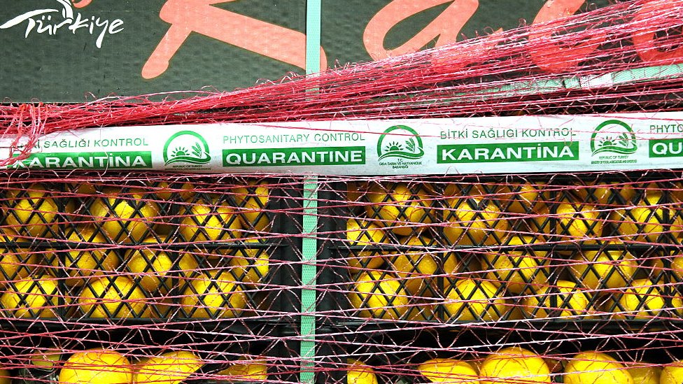 İtalya Ziraatçılar Derneği: Koronavirüs nedeniyle Türkiye kolonya üretimine ağırlık verdi, limon fiyatları Avrupa'da ikiye katlandı