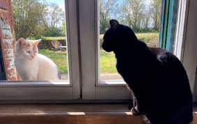 Virüs korkusu nedeniyle evcil hayvanları terk etmeyin