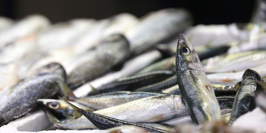 Denizlerde Av Yasağı Başlıyor