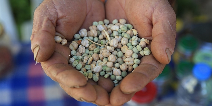 Kovid-19'un Etkisiyle Yerli Ve Milli Tohum Kullanımı Artacak