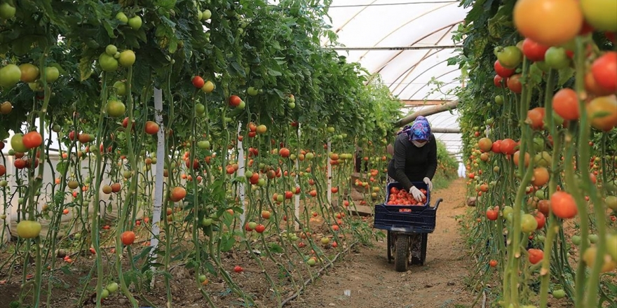 Sebze Meyve Üretiminde 'Kovid-19' Hassasiyeti